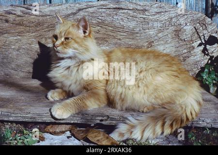 un gatto domestico europeo accovacciato su una vecchia panchina di legno Foto Stock