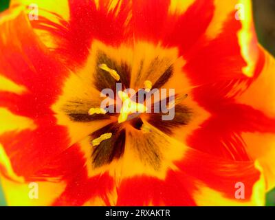 Fioritura di tulipani, primo piano, tulipani, rosso-giallo, primo piano di tulipani, rosso-giallo Foto Stock