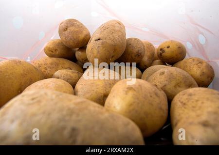 Le patate (Solanum tuberosum) si trovano in un sacchetto di plastica, la patata, la patata o la patata alimentare, le patate si trovano in un sacchetto di plastica, la patata, la patata o la patata alimentare Foto Stock