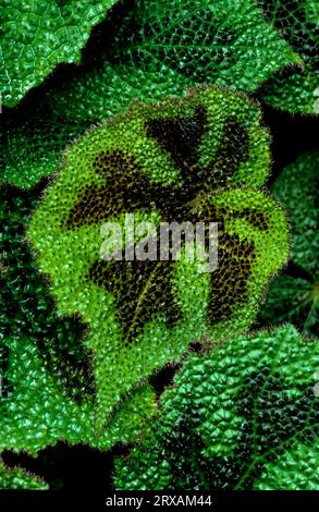 Croce di ferro begonia Begonia masoniana nuova Guinea, croce di ferro begonia Begonia masoniana nuova Guinea Foto Stock