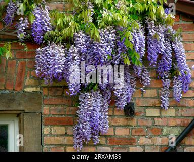 Glicine cinese (Wisteria sinensis), Wistaria, glicina per muro di mattoni, piogge blu, glicine per muro di mattoni Foto Stock