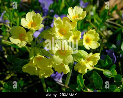 Cowslip con periwinkle, cowslip (precedentemente anche Primula officinalis) appartiene al genere Primula . Altri nomi sono primaverili comuni (Primula Foto Stock