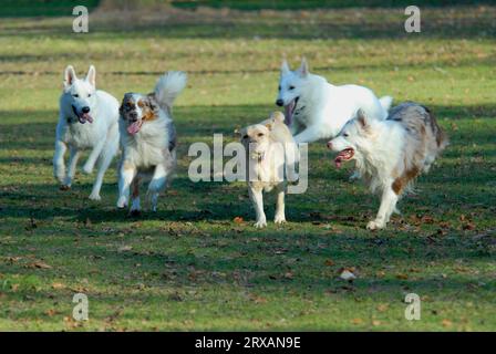 White Shepherds, Australian Shepherds, Red-merle, aussie, Red-Marbled, Labrador, American-Canadian Shepherd, Labrador Retriever, maschi, cani Foto Stock