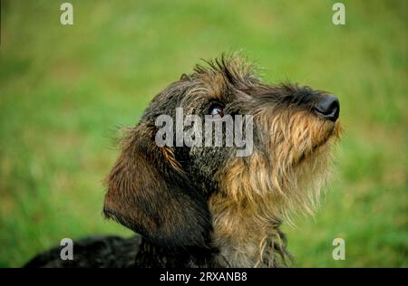 Dachshund maschio dai capelli rossi, cucciolo di 8 mesi Foto Stock