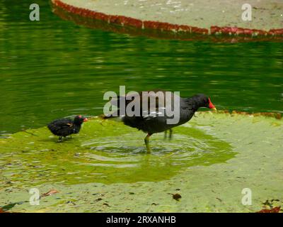 Giardino zoologico-botanico Wilhelma, stagno delle ninfee di Stoccarda esotico, pollo laghetto con pulcini, gallina comune (Gallinula chloropus) Foto Stock