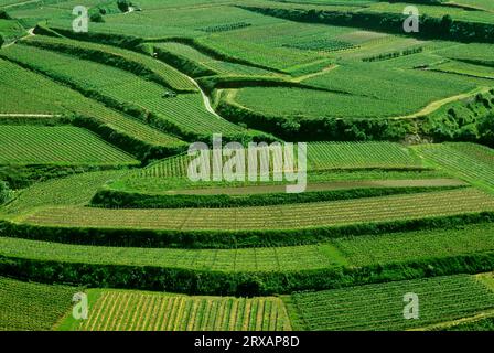 Vista da Hochberg sulle terrazze dei vigneti nella Foresta Nera di Kaiserstuhl, Baden-Wuerttemberg, Germania Foto Stock