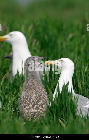 Gabbiano di aringa europea (Larus argentatus) con pulcini, Germania Foto Stock