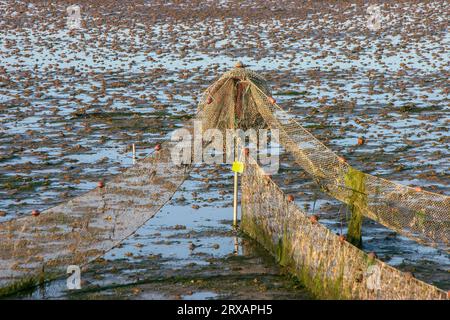 Trappola di pesce a bassa marea Foto Stock