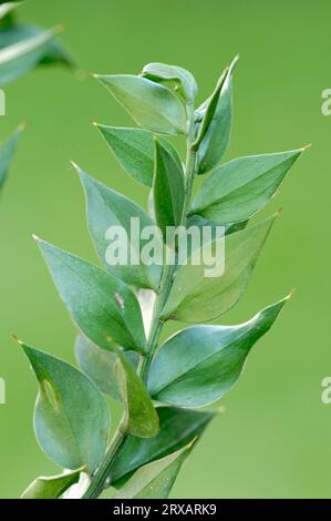 Il pungitopo (Ruscus aculeatus) Foto Stock