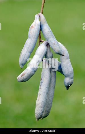 Arbusto di fagioli blu, frutta (Decaisnea fargesii), cespuglio di fagioli blu Foto Stock