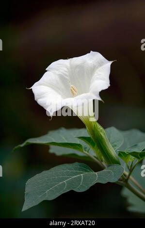 Angel's Trumpet, Downy Thorn-Apple (Datura inoxia), Downy Thornapple, Jimson Weed, Indian Apple, Pricklyburr Foto Stock