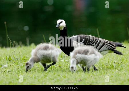 Barnacle Goose (Branta leucopsis) con Goslings, Baviera, Germania Foto Stock