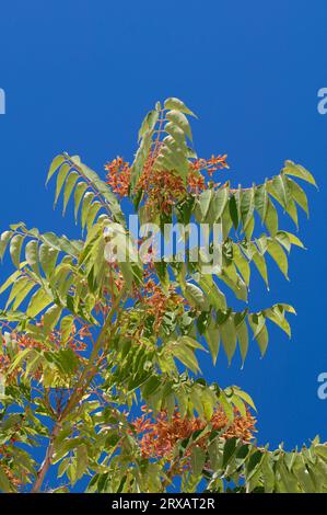 Albero del cielo (Ailanthus altissima) Foto Stock