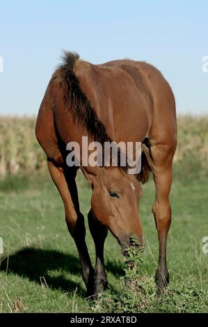 Westphalian Horse, Westphalian Warmblood, Westfale Foto Stock