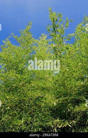 Giapponese di bambù di legname (Phyllostachys bambusoides) Foto Stock