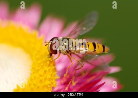 Marmellata comune hoverfly (Episyrphus balteatus), Renania settentrionale-Vestfalia, Grove hoverfly, Germania Foto Stock