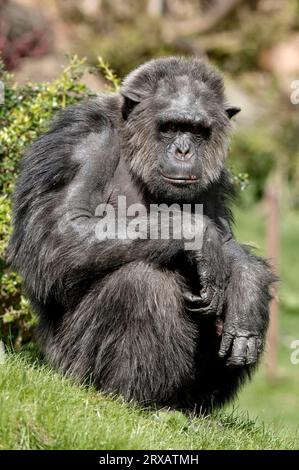 Scimpanzé (Pan troglodytes), maschio, Chimpy Foto Stock
