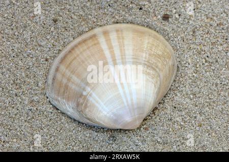 Smooth Venus Shell, Francia, Smooth Venus Clam (Callista chione) Foto Stock