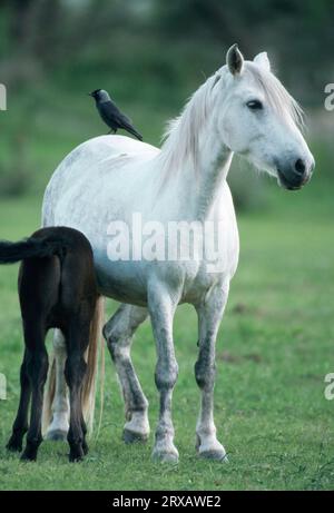 Camargue Horse, mare con Jackdaw (Coloeus monedula) (Corvus monedula) sulla schiena infermieristica, Camargue, Provenza, Francia meridionale Foto Stock