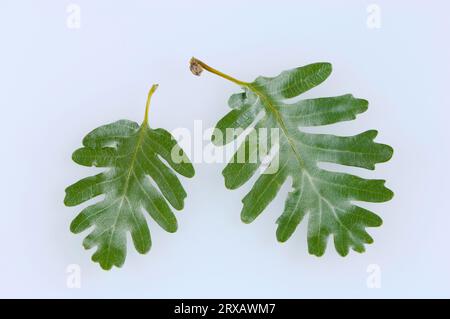 Quercia pirenana (Quercus pyrenaica), foglie Foto Stock