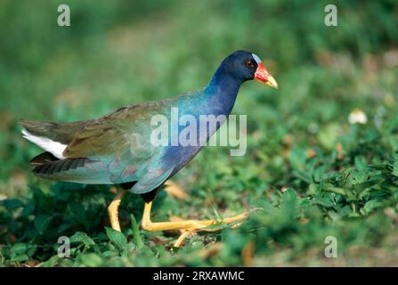 American Purple Gallinule, Everglades National Park, Florida, USA (Gallinula martinica) (Porphyrula martinica) (Porphyrio martinica) Foto Stock