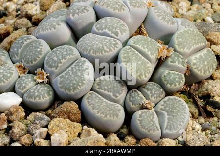 Pietre vive (Lithops pseudotruncatella), famiglia delle piante ghiacciate (Aizoaceae), famiglia delle piante ghiacciate Foto Stock