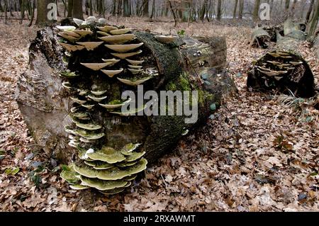 Staffa bitorzoluto (Trametes gibbosa), Nord Reno-Westfalia, Germania Foto Stock