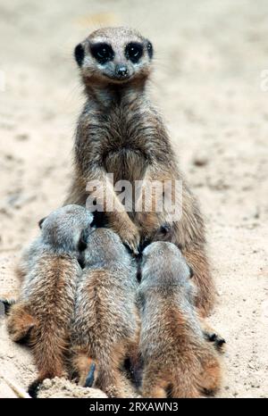 Meerkats (Suricata suricatta), giovani infermieri femminili Foto Stock