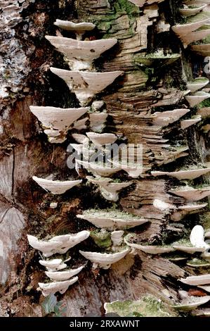 Staffa bitorzoluto (Trametes gibbosa), Nord Reno-Westfalia, Germania Foto Stock