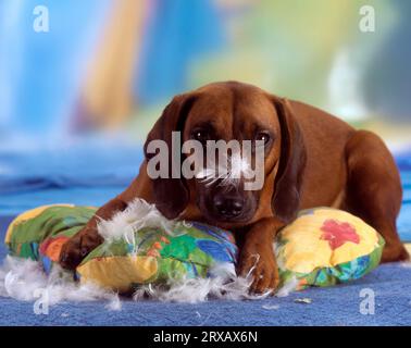 Cane da sudore bavarese con cuscino distrutto Foto Stock