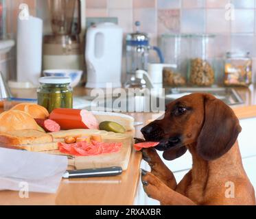 Il cane bavarese da montagna ruba la salsiccia dalla credenza Foto Stock