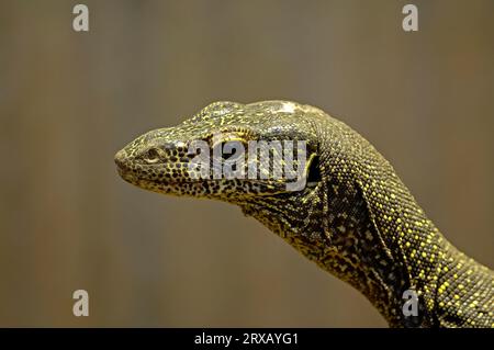 Blu-tailed monitor (Varanus doreanus) Foto Stock