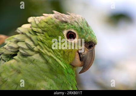 Mealy Amazzonia meridionale mealy amazzonia (Amazona farinosa) Foto Stock