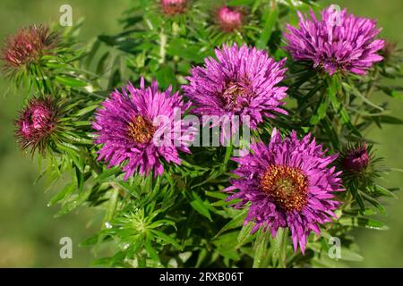 New England Aster 'Purple Dome' (Aster novae-angliae) Foto Stock