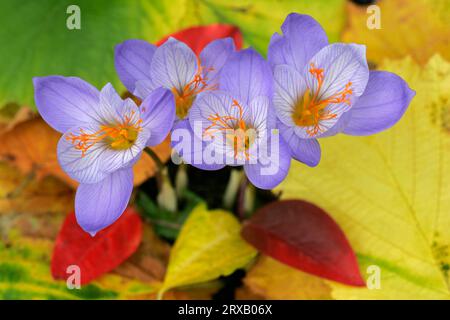 Crocus (Crocus pulchellus) Foto Stock