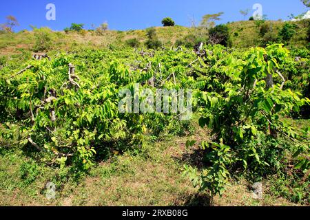 Alangilang, Nosy ylang-ylang (Cananga odorata), Annonaceae, Madagascar Foto Stock