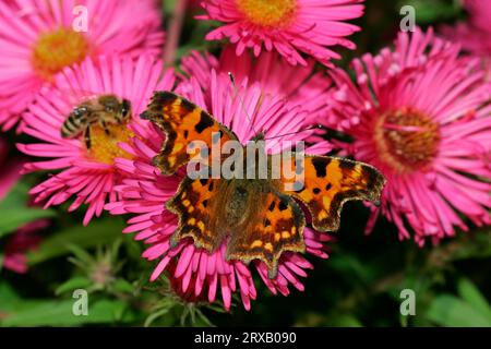 (Comma (Polygonia c-album) c-album) (Aster novae-angliae), comma su New England aster, Germania Foto Stock