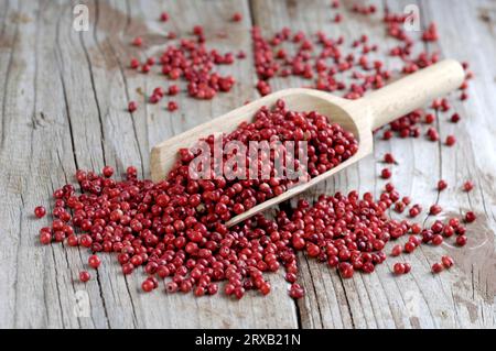 Pepe rosa, pepe in grani, pepe brasiliano (Schinus terebinthifolius), rosa peperoncino Foto Stock