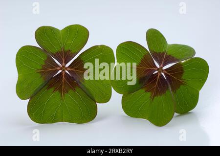 Trifoglio a quattro foglie (Trifolium), trifoglio, trifoglio fortunato Foto Stock