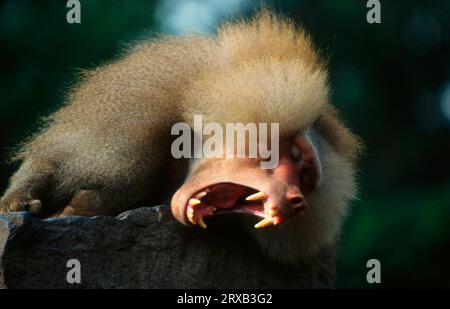 Baboon di Hamadryas (Papio hamadryas), maschio Foto Stock