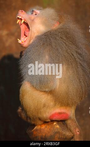 Baboon di Hamadryas (Papio hamadryas), maschio Foto Stock