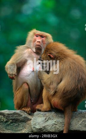 (Hamadryas) babbuini (Papio hamadryas), toelettatura femminile Foto Stock