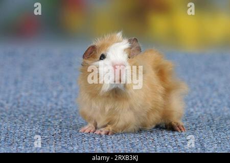 Giovane maiale abissino della Guinea, Satin Buff White Foto Stock