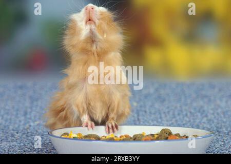 Giovane cavia abissina, bianco setoso, alla ciotola Foto Stock