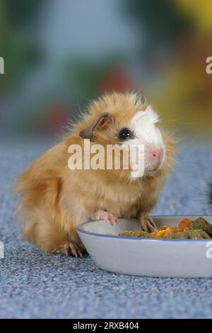 Giovane cavia abissina, bianco setoso, alla ciotola Foto Stock