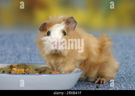 Giovane cavia abissina, bianco setoso, alla ciotola Foto Stock