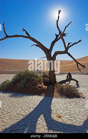 Dead Tree, Hidden Vlei, Namib-Naukluft National Park, Namib Desert, Namibia Foto Stock