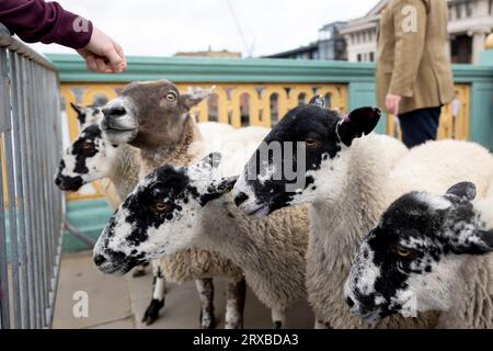 Londra, Regno Unito. 24 settembre 2023. Un volontario viene visto mentre tenta di accarezzare le pecore durante Sheep Drive. Il decimo anniversario del London Bridge Sheep Drive e della Livery Fair si è svolto il 24 settembre 2023 sul Southwark Bridge. Richard Corrigan, un noto chef irlandese, si unì a Lord Mayor Vincent Keaveny e ad oltre 1.000 uomini della città di Londra mentre esercitavano il loro antico diritto di guidare pecore a pagamento su London Bridges. L'evento fu anche un'opportunità per raccogliere fondi per la Woolman's Charity e l'appello del Lord Mayor. Credito: SOPA Images Limited/Alamy Live News Foto Stock