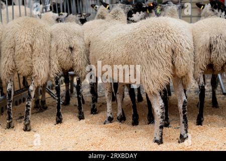 Londra, Regno Unito. 24 settembre 2023. Pecore avvistate sul Southwark Bridge prima dell'inizio della Sheep Drive. Il decimo anniversario del London Bridge Sheep Drive e della Livery Fair si è svolto il 24 settembre 2023 sul Southwark Bridge. Richard Corrigan, un noto chef irlandese, si unì a Lord Mayor Vincent Keaveny e ad oltre 1.000 uomini della città di Londra mentre esercitavano il loro antico diritto di guidare pecore a pagamento su London Bridges. L'evento fu anche un'opportunità per raccogliere fondi per la Woolman's Charity e l'appello del Lord Mayor. Credito: SOPA Images Limited/Alamy Live News Foto Stock