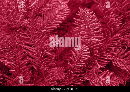 Colore alla moda dell'anno 2023. Viva Magenta. Colore alla moda. Sfondo dei rami dell'albero di Natale. Foto Stock